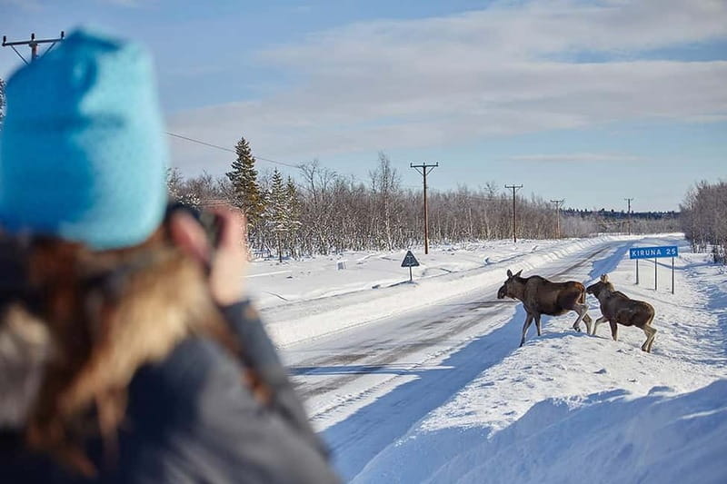 Kiruna: Wildlife and nature photography - Looking for moose and smaller Arctic animals