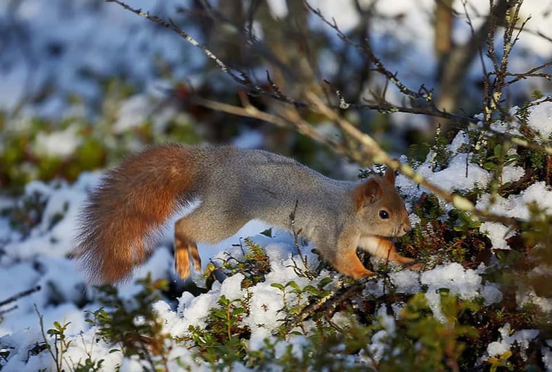Kiruna: Wildlife and nature photography - Borrowing the camera and tele-lens