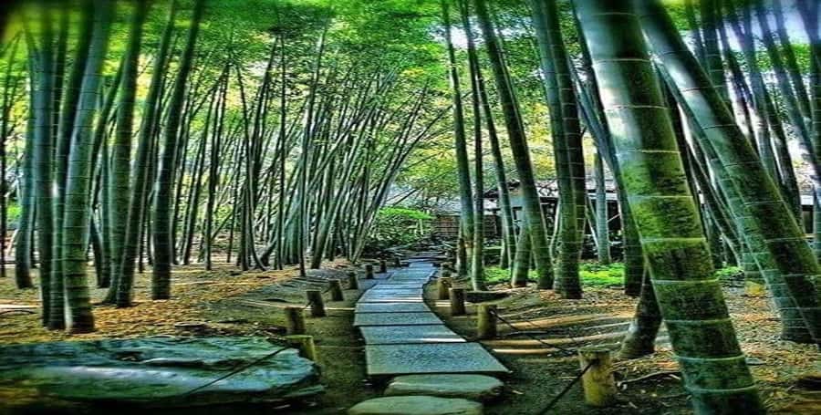 Kyoto:Private Tour/Luxury Vehicle with Guide & photographer - Your guide is also a photographer and local helper