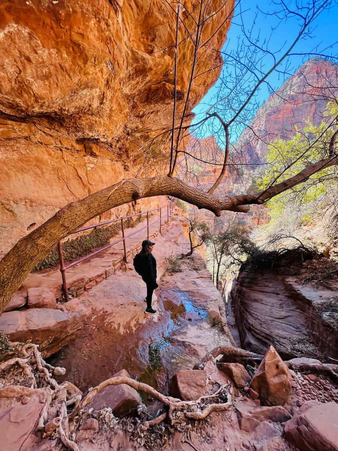 Las Vegas: VIP Guided Photography & Hiking Tour of Zion NP - Who Should Book This Zion Day Trip?