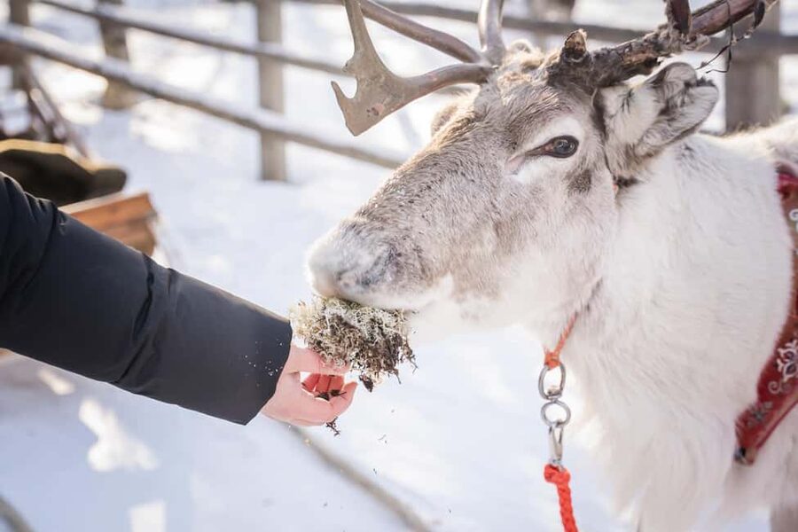 Levi: Authentic Reindeer Sled Ride with Photographer - Key things to know before you book