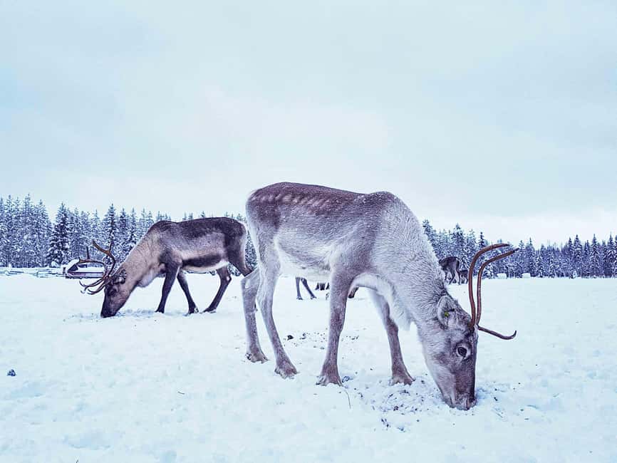 Levi: Authentic Reindeer Sled Ride with Photographer - Professional photographs instead of rushed phone pictures