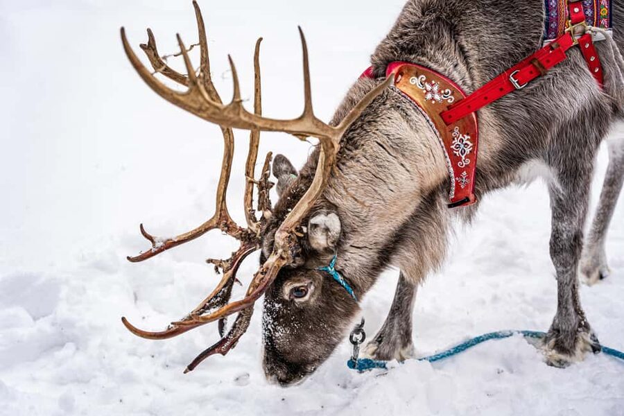 Levi: Authentic Reindeer Sled Ride with Photographer - Is $194 a fair price for two hours?