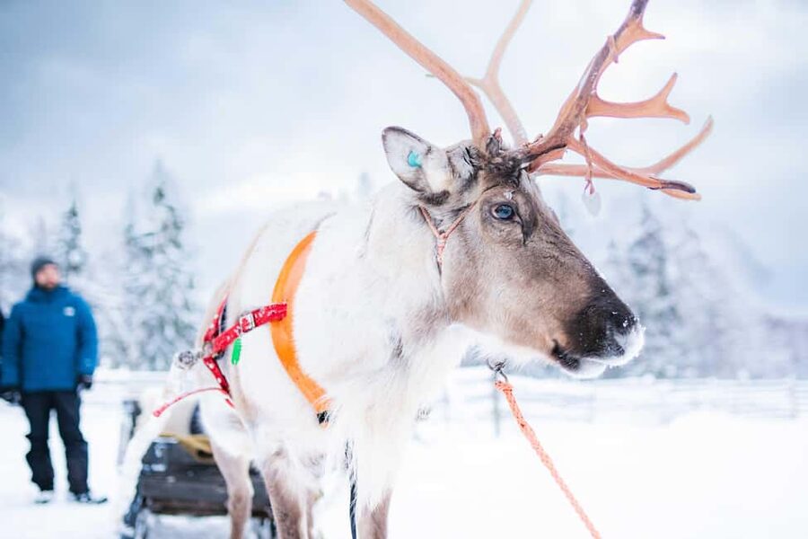 Levi: Authentic Reindeer Sled Ride with Photographer - The 1.5-kilometer sleigh route through snowy forest