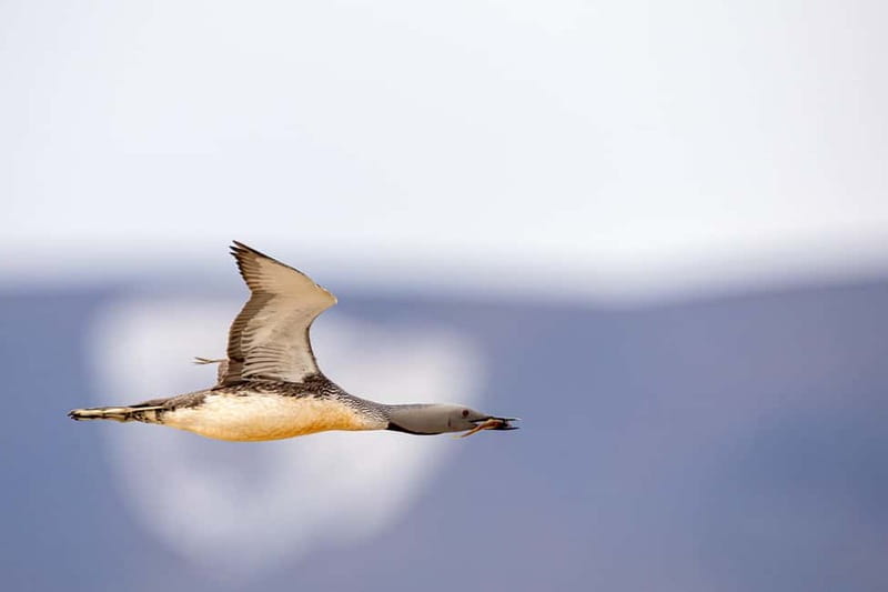 Longyearbyen: Wildlife Safari & Hiking Photography Tour - What the five-hour Longyearbyen safari is really about