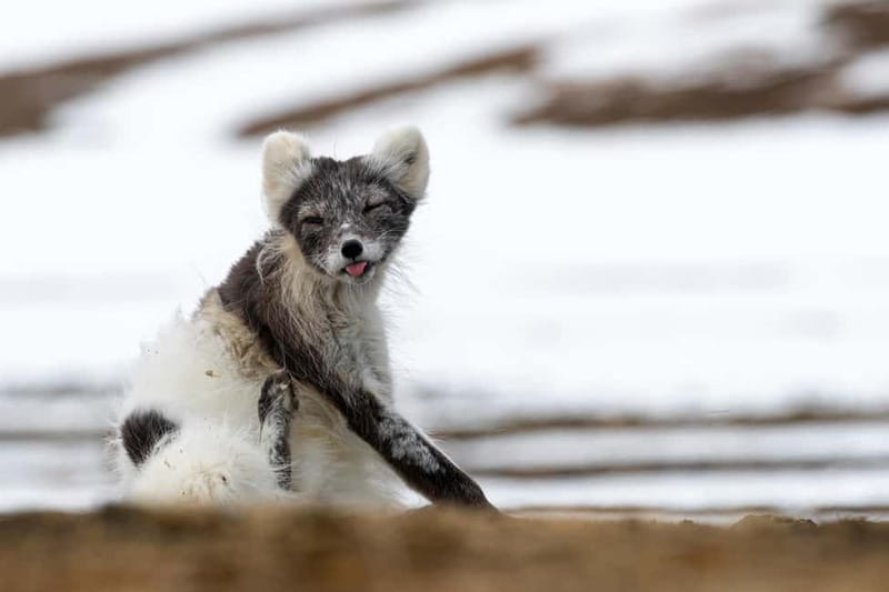 Longyearbyen: Wildlife Safari & Hiking Photography Tour - Hotel pickup keeps the morning simple