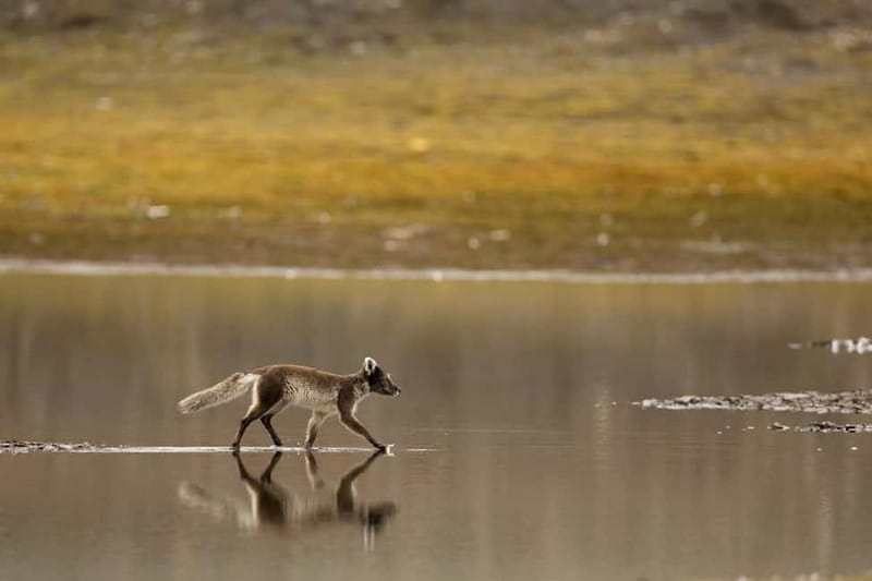 Longyearbyen: Wildlife Safari & Hiking Photography Tour - The hike is easy, but the weather is not
