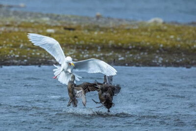 Longyearbyen: Wildlife Safari & Hiking Photography Tour