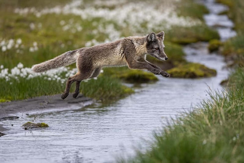 Longyearbyen: Wildlife Safari & Hiking Photography Tour - Warm drinks and snacks are more important than they sound