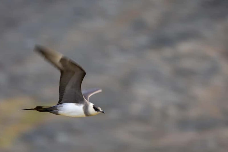 Longyearbyen: Wildlife Safari & Hiking Photography Tour - How the $246 price compares with the experience