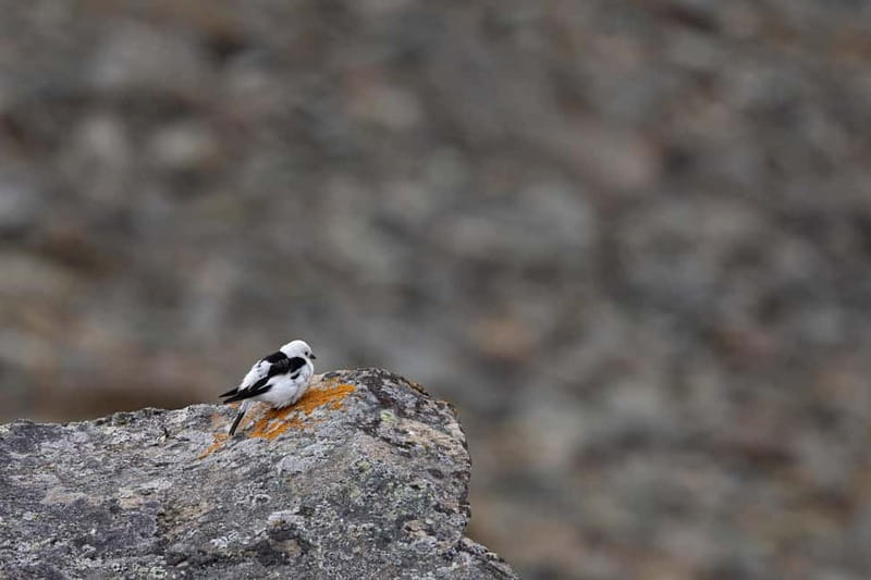Longyearbyen: Wildlife Safari & Hiking Photography Tour - Who should book this wildlife walk