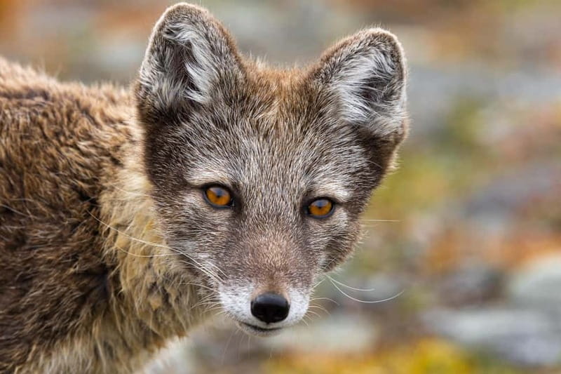 Longyearbyen: Wildlife Safari & Hiking Photography Tour - Should you book the See & Explore tour?
