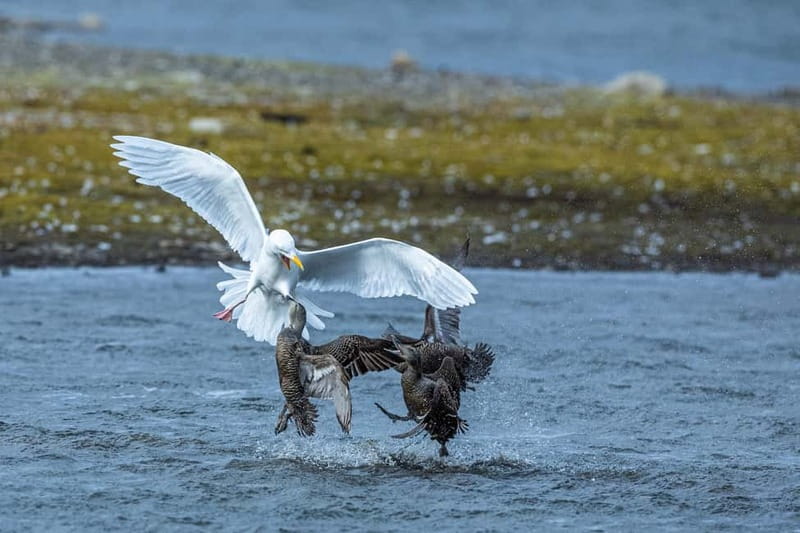 Longyearbyen: Wildlife Safari & Hiking Photography Tour - The secret stop is built around changing wildlife