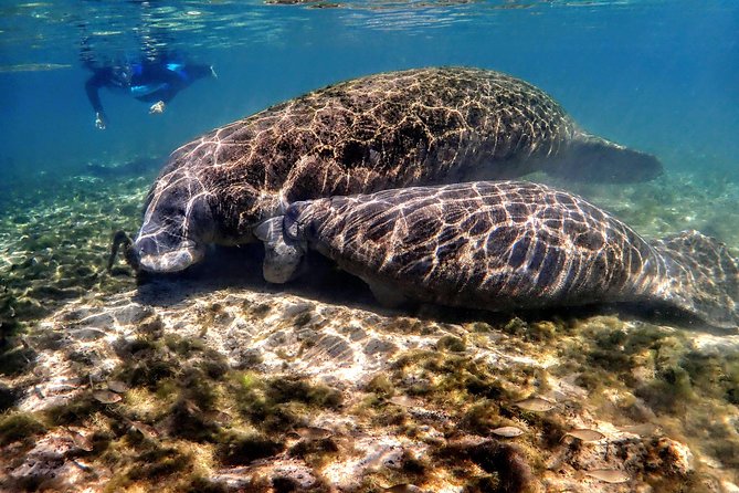 Manatee Swim Tour with In Water Photographer - Why Crystal River is the place for a manatee swim
