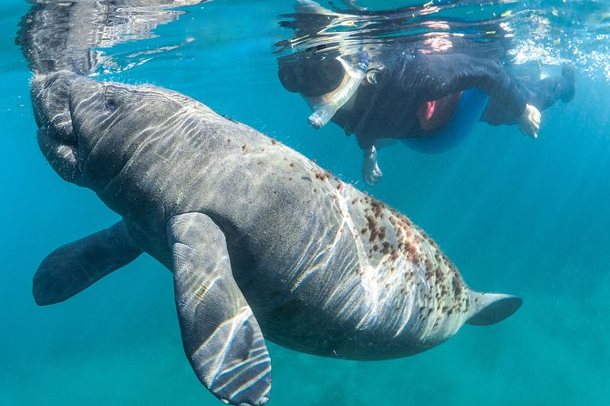 Manatee Swim Tour with In Water Photographer - Meeting the manatees in the water