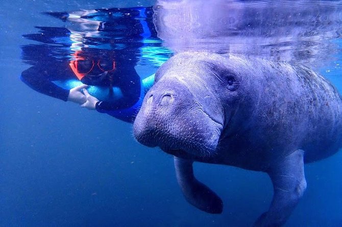 Manatee Swim Tour with In Water Photographer - The value of an in-water guide and photographer