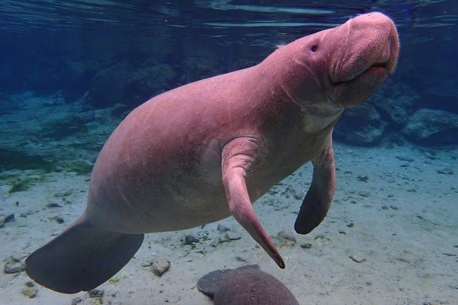 Manatee Swim Tour with In Water Photographer - From 545 North Citrus Avenue to Kings Bay