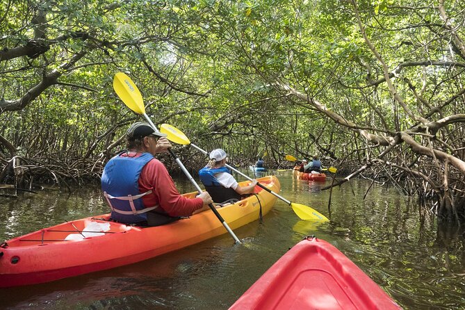 Mangrove Tunnels Kayak Tour (Photographer Included)- Marco Island - Wildlife watching from a low seat