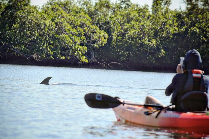 Mangrove Tunnels Kayak Tour (Photographer Included)- Marco Island - Photos without carrying a camera in the tunnel