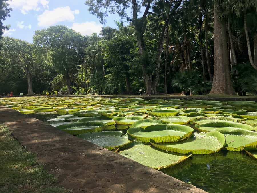 Mauritius: Private Full-Day Iconic Instagram Spots - Chamarel Falls, Mauritius’ tallest single-drop waterfall