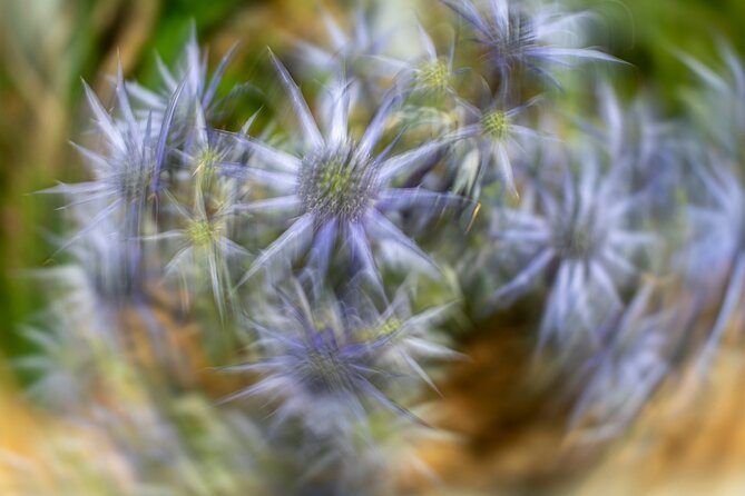 Mindful Photo Walk at Princess Pavilion & Gyllyngdune Gardens - Who will enjoy this photo walk most?