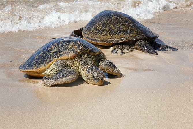 Oahu Island Photography Tour - Phone photographers are welcome