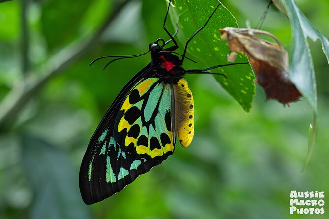 Photography and Nature in Cairns Botanic Gardens Let's Go Buggin - Key points before you book