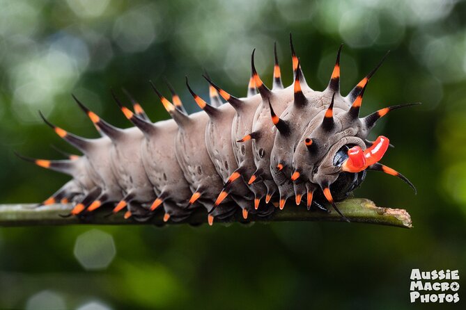 Photography and Nature in Cairns Botanic Gardens Let's Go Buggin - A specialist eye for Cairns’ small creatures
