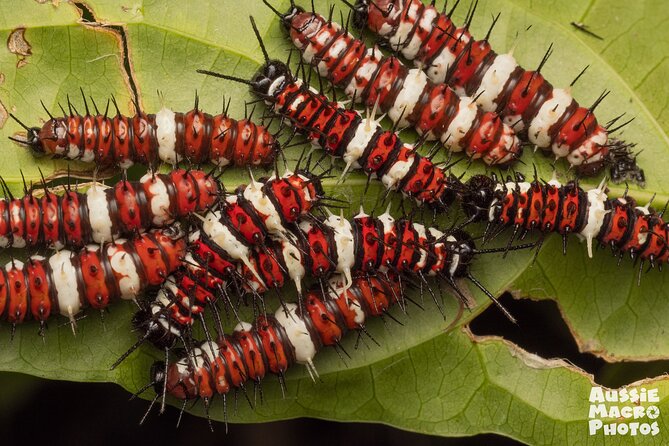 Photography and Nature in Cairns Botanic Gardens Let's Go Buggin - Why a group of eight makes a difference