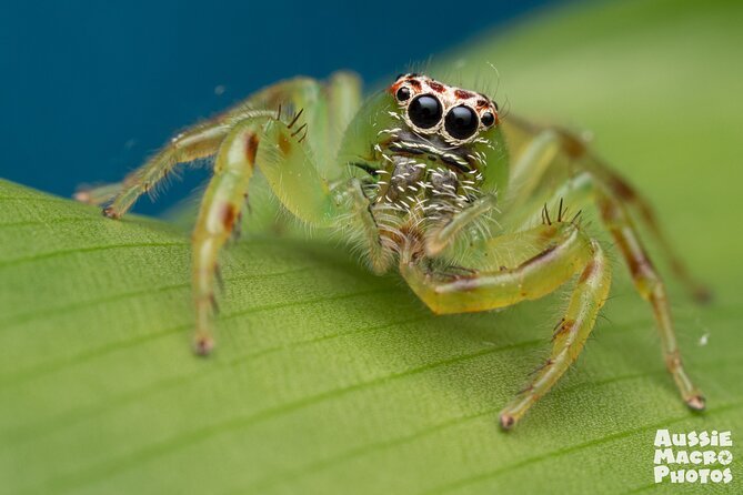 Photography and Nature in Cairns Botanic Gardens Let's Go Buggin - What you can photograph without expensive equipment