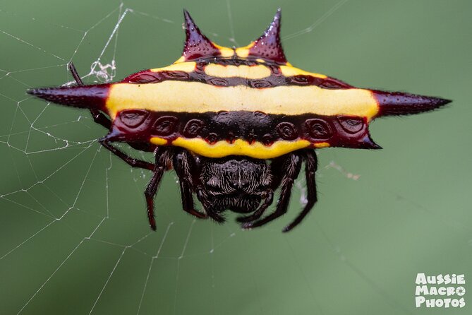 Photography and Nature in Cairns Botanic Gardens Let's Go Buggin - Is $57.38 good value?