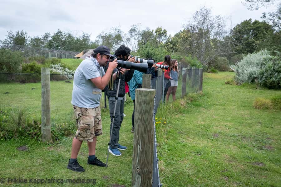 Plettenberg Bay: Private Guided Wildlife Photography Tour - Why Tenikwa Works Better for Photographers
