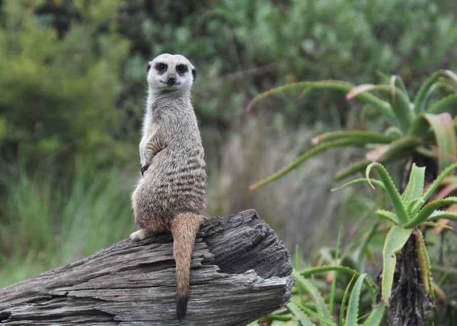 Plettenberg Bay: Private Guided Wildlife Photography Tour - Photography Tips and Practical Limits
