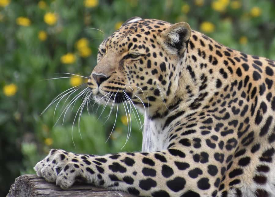 Plettenberg Bay: Private Guided Wildlife Photography Tour - Cheetahs and the Conservation Message