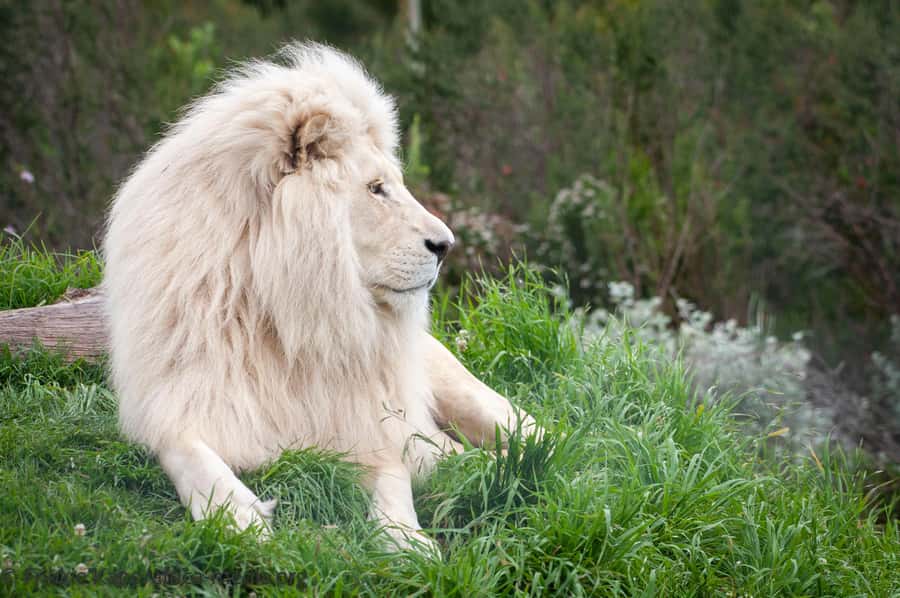 Plettenberg Bay: Private Guided Wildlife Photography Tour - Caracals, Servals, and the White Lion