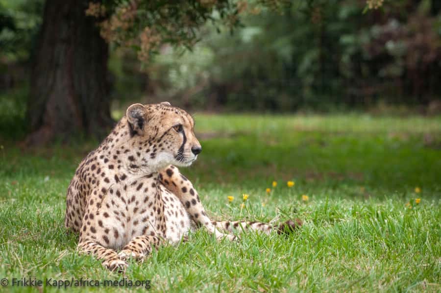 Plettenberg Bay: Private Guided Wildlife Photography Tour - Entering Selected Enclosures Without Touching