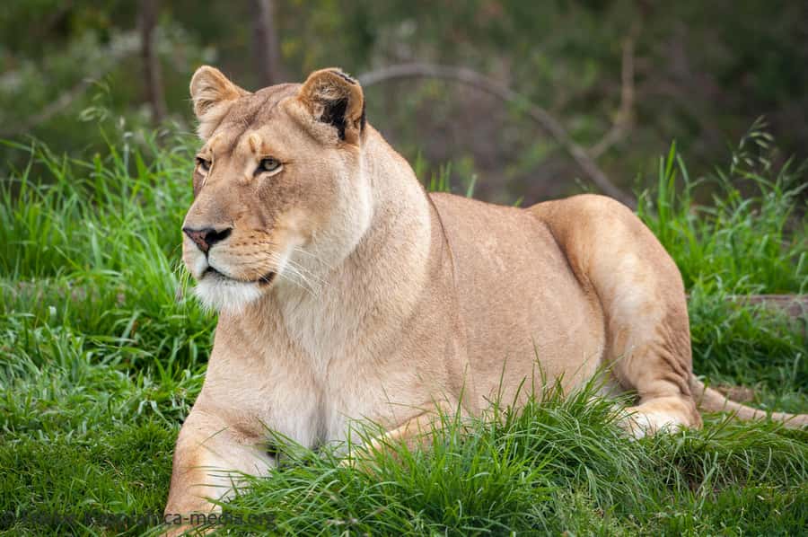 Plettenberg Bay: Private Guided Wildlife Photography Tour - A Leisurely Two Hours With Room for Questions