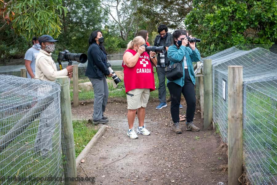 Plettenberg Bay: Private Guided Wildlife Photography Tour - Meerkats With a Permanent Home