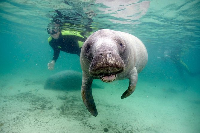 Private Manatee Swim for up to 6 with In-Water Divemaster/Photographer - Key points to know before you book