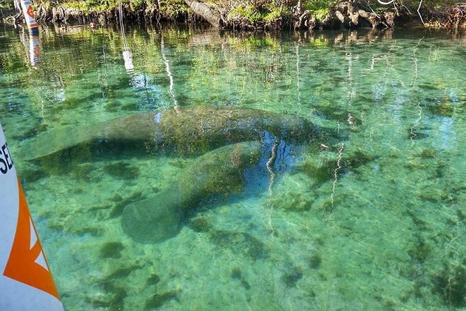 Private Manatee Swim for up to 6 with In-Water Divemaster/Photographer - Comfort details that make a cold morning easier