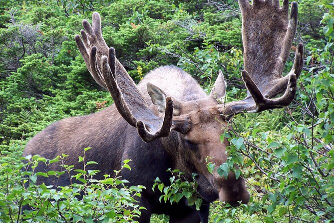 Private Tour: Majestic Mountains PHOTO SAFARI Drive - 4H - Meeting in Banff and planning your time
