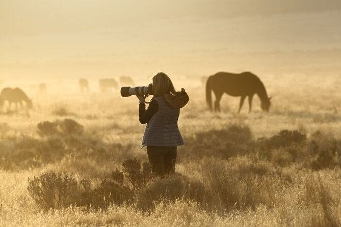 Private Wild Horse Photo Safari from Tooele - Meeting the Onaqui mustangs in Skull Valley