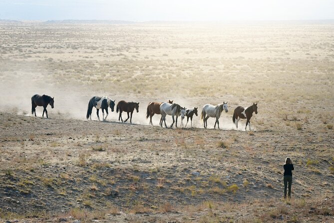 Private Wild Horse Photo Safari from Tooele - What Jennifer Rogers adds to the experience