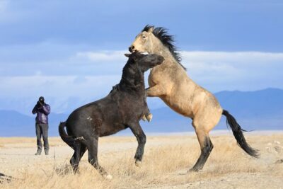 Private Wild Horse Photo Safari from Tooele