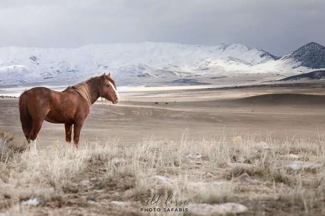 Private Wild Horse Photo Safari from Tooele - Is $449 good value?