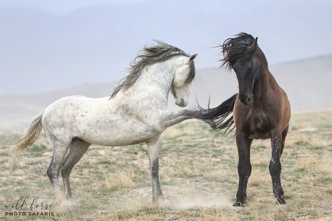Private Wild Horse Photo Safari from Tooele - Who will enjoy this most?