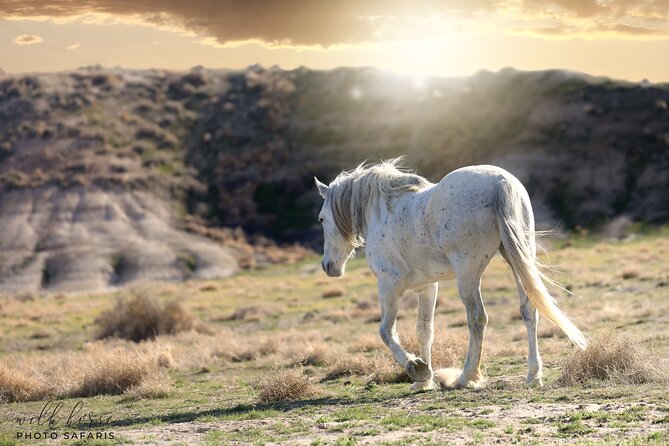 Private Wild Horse Photo Safari from Tooele - Practical details before you go
