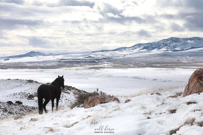 Private Wild Horse Photo Safari from Tooele - Should you book the Onaqui safari?