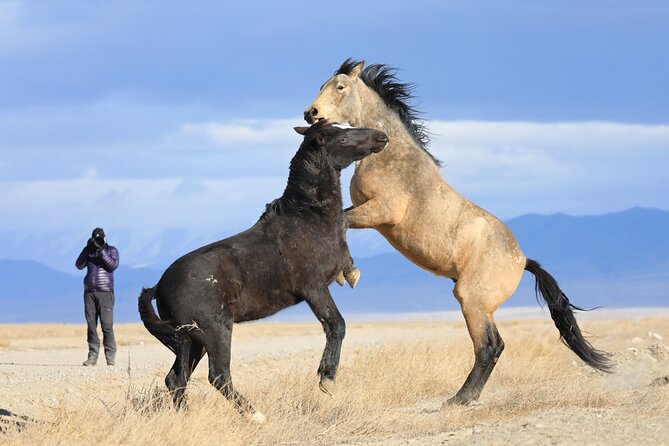 Private Wild Horse Photo Safari from Tooele - Three and a half hours for real photography