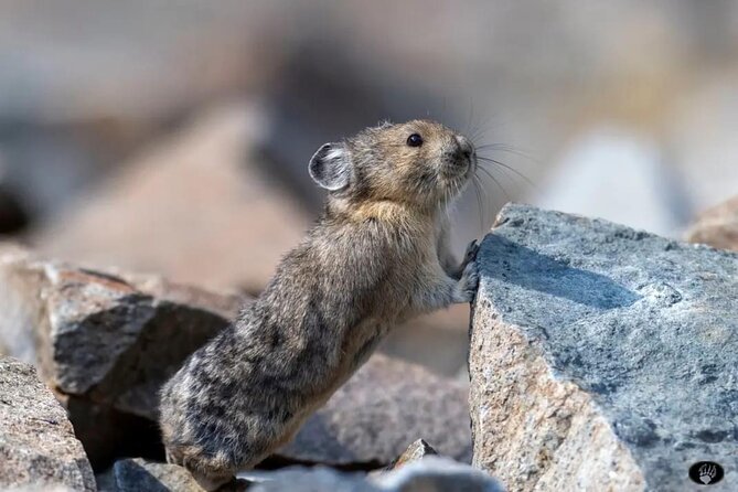Private Yellowstone Wildlife and Photo Tour’s Upper Loop Cody Wy - Lamar Valley: the best early wildlife chance